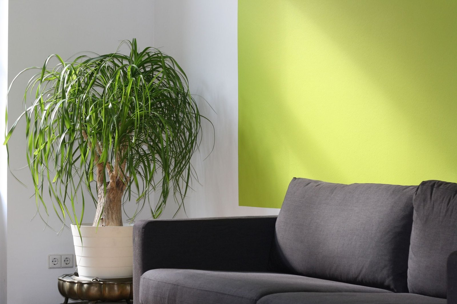 Een grijze zitbank naast een plant tegen een groene muur